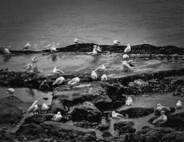 印花与版画 标题为“Seagulls from Istan…” 由Banu Muazzez Arpalı, 原创艺术品, 数码摄影