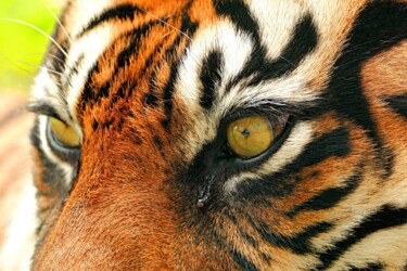 摄影 标题为“Tiger's Gaze” 由M Alk, 原创艺术品, 数码摄影