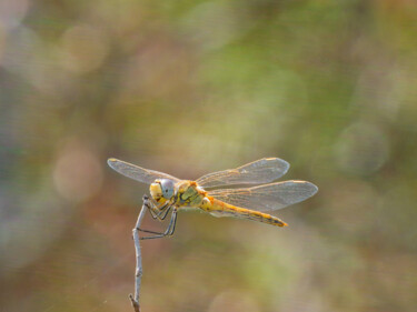 Libellule Sympetrum fonscolombii 摄影 标题为“Libellule Sympetrum…” 由Lermuze, 原创艺术品, 非操纵摄影