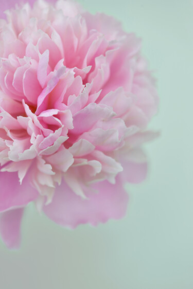 摄影 标题为“Flower design_44704” 由Michael Vdovin, 原创艺术品, 数码摄影
