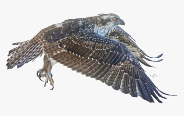 Drawing titled "Osprey" by Teresa Payne Art, Original Artwork, Pencil