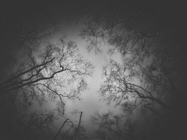 印花与版画 标题为“Reaching for the Sky” 由Banu Muazzez Arpalı, 原创艺术品, 数码摄影