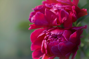 Photography titled "Flower design_46915" by Michael Vdovin, Original Artwork, Digital Photography