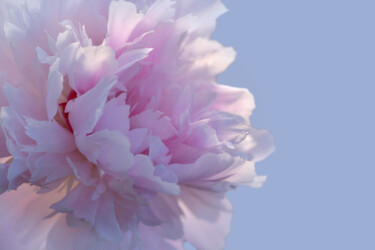 摄影 标题为“Flower design_46947” 由Michael Vdovin, 原创艺术品, 数码摄影
