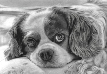 Cavalier King Charles Spaniel 图画 标题为“Cavalier King Charl…” 由Teresa Payne Art, 原创艺术品, 木炭