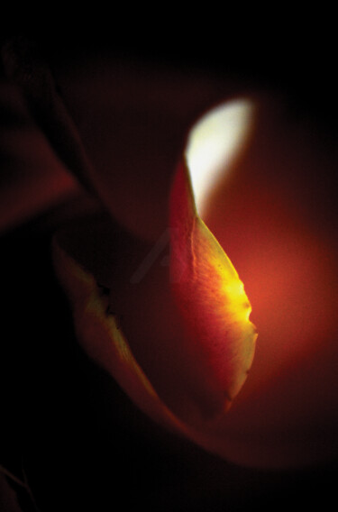摄影 标题为“Embracive Light” 由Karel Jan Willem Fehr, 原创艺术品, 数码摄影