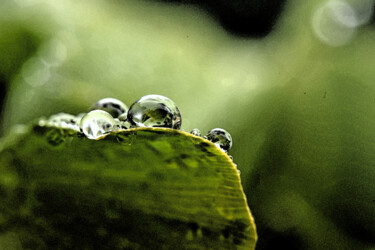 Photographie intitulée "Perles vertes sur u…" par Hoang Cong Minh (Minh Hoang), Œuvre d'art originale, Photographie non mani…