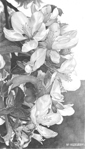 图画 标题为“Apple blossom” 由Julia Suprun, 原创艺术品, 铅笔