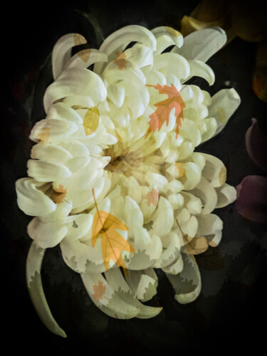 摄影 标题为“White chrysanthemum…” 由Diana Editoiu, 原创艺术品, 数码摄影