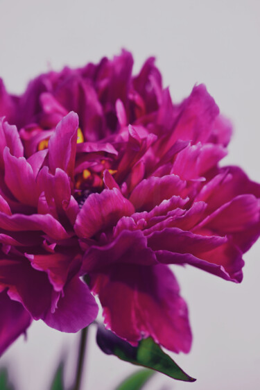摄影 标题为“Flower design_44228” 由Michael Vdovin, 原创艺术品, 数码摄影