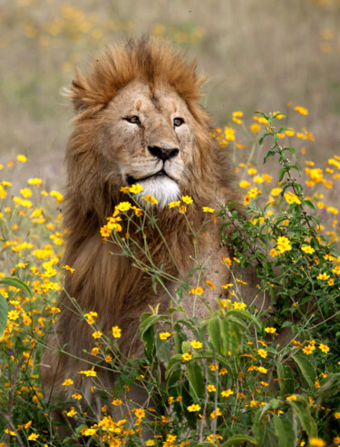 绘画 标题为“Lion in Flowers” 由Sergey Agapov, 原创艺术品, 数码摄影
