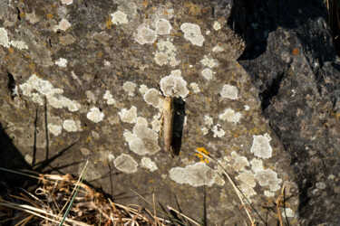 摄影 标题为“Photo insecte sur u…” 由Coralie Dauzats, 原创艺术品, 数码摄影