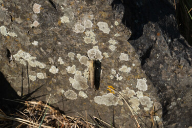 Photo insecte sur une pierre en macro pris à Saint-Guilhem2 摄影 标题为“Photo insecte sur u…” 由Coralie Dauzats, 原创艺术品, 数码摄影