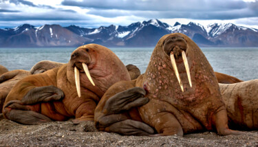 In the vastness of Arctic 绘画 标题为“In the vastness of…” 由Sergey Agapov, 原创艺术品, 数码摄影