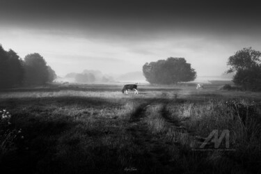 摄影 标题为“Misty Pasture” 由Krystian Falkowski, 原创艺术品, 数码摄影