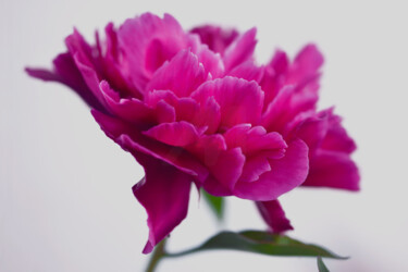 摄影 标题为“Flower design_44242” 由Michael Vdovin, 原创艺术品, 数码摄影