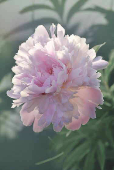 摄影 标题为“Flower design_46958” 由Michael Vdovin, 原创艺术品, 数码摄影