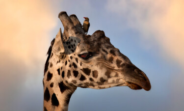 绘画 标题为“Giraffe with bird” 由Sergey Agapov, 原创艺术品, 数码摄影