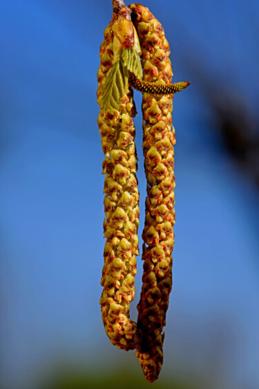 Fotografia intitulada "Bouleau 1" por Hoang Cong Minh (Minh Hoang), Obras de arte originais, Fotografia Não Manipulada