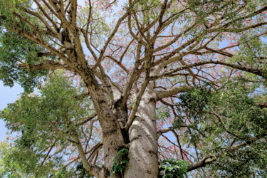 Coroa Dourada 2 Photography titled "Coroa Dourada 2" by Sergio Benetti, Original Artwork, Digital Photography