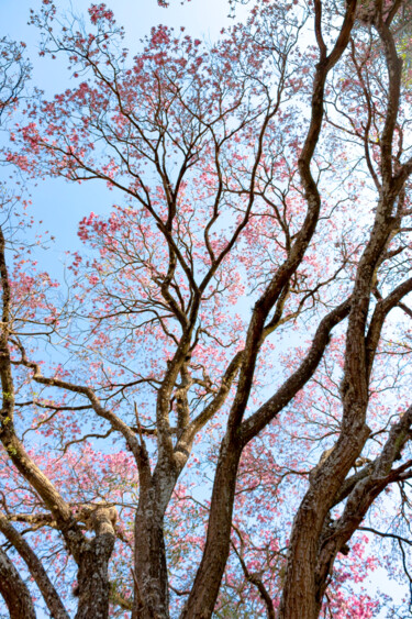 Coroa Dourada 8 Photography titled "Coroa Dourada 8" by Sergio Benetti, Original Artwork, Digital Photography