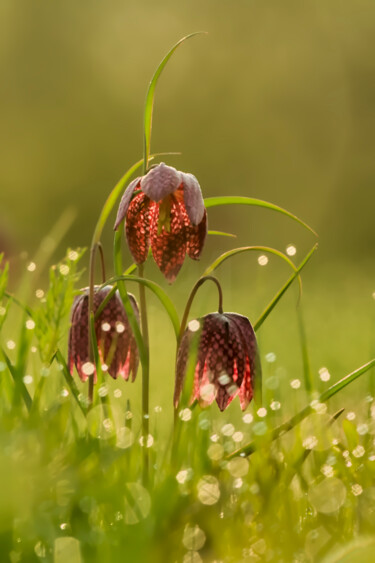 Photography titled "Matin & Fritillaires" by Pierre Gauteux, Original Artwork, Digital Photography