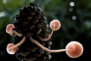 "Champignons - 22" başlıklı Fotoğraf Hoang Cong Minh (Minh Hoang) tarafından, Orijinal sanat, Fotoşopsuz fotoğraf