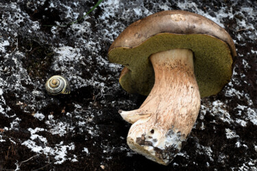 "Champignons - Stein…" başlıklı Fotoğraf Hoang Cong Minh (Minh Hoang) tarafından, Orijinal sanat, Fotoşopsuz fotoğraf
