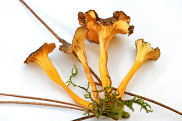 Fotografia intitulada "Champignons - Chant…" por Hoang Cong Minh (Minh Hoang), Obras de arte originais, Fotografia Não Manip…