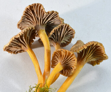 Fotografia intitulada "Champignons - Chant…" por Hoang Cong Minh (Minh Hoang), Obras de arte originais, Fotografia Não Manip…