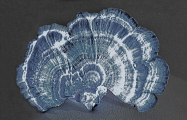 "Champignon éventail" başlıklı Fotoğraf Hoang Cong Minh (Minh Hoang) tarafından, Orijinal sanat, Fotoşopsuz fotoğraf