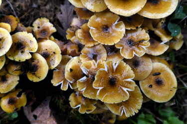 Fotografie mit dem Titel "Champignons - Armil…" von Hoang Cong Minh (Minh Hoang), Original-Kunstwerk, Nicht bearbeitete Foto…