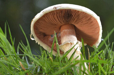 "Champignons - Rosé…" başlıklı Fotoğraf Hoang Cong Minh (Minh Hoang) tarafından, Orijinal sanat, Fotoşopsuz fotoğraf