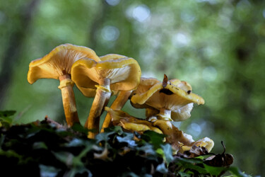 Fotografie mit dem Titel "Champignons Armilla…" von Hoang Cong Minh (Minh Hoang), Original-Kunstwerk, Nicht bearbeitete Foto…