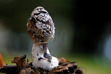 "Champignon - Coprin…" başlıklı Fotoğraf Hoang Cong Minh (Minh Hoang) tarafından, Orijinal sanat, Fotoşopsuz fotoğraf