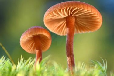 "Champignons - Lacca…" başlıklı Fotoğraf Hoang Cong Minh (Minh Hoang) tarafından, Orijinal sanat, Fotoşopsuz fotoğraf