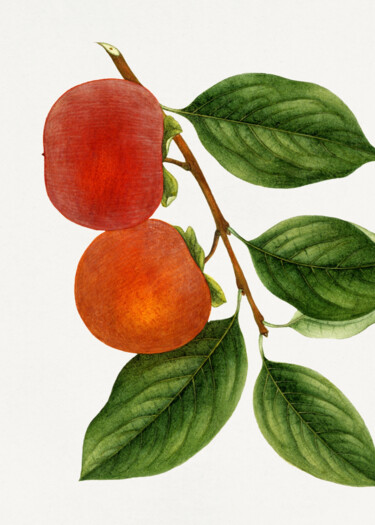 Digital Arts titled "Vibrant Persimmon B…" by Chun Yu Guan, Original Artwork, AI generated image Mounted on Wood Panel