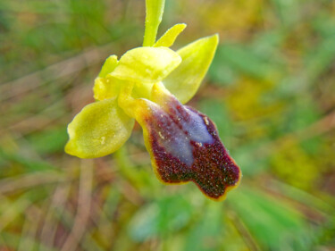 "Orchidée 1" başlıklı Fotoğraf Lermuze tarafından, Orijinal sanat, Dijital Fotoğrafçılık