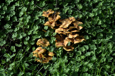 Photographie intitulée "Champignons poussan…" par Hoang Cong Minh (Minh Hoang), Œuvre d'art originale, Photographie non mani…