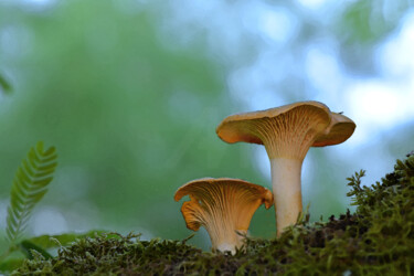 Fotografia intitulada "Champignons - 2 Cha…" por Hoang Cong Minh (Minh Hoang), Obras de arte originais, Fotografia Não Manip…