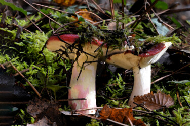 "Champignons - Union…" başlıklı Fotoğraf Hoang Cong Minh (Minh Hoang) tarafından, Orijinal sanat, Fotoşopsuz fotoğraf