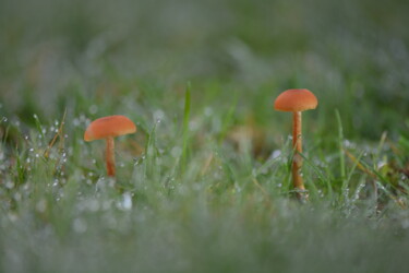 "Champignons - Lacca…" başlıklı Fotoğraf Hoang Cong Minh (Minh Hoang) tarafından, Orijinal sanat, Fotoşopsuz fotoğraf