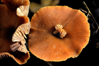"Champignons - Curio…" başlıklı Fotoğraf Hoang Cong Minh (Minh Hoang) tarafından, Orijinal sanat, Fotoşopsuz fotoğraf