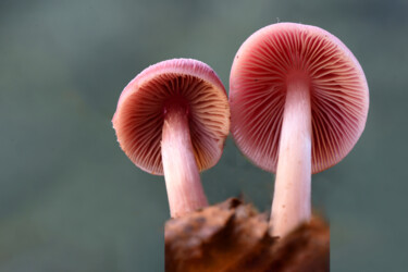 "Champignons roses" başlıklı Fotoğraf Hoang Cong Minh (Minh Hoang) tarafından, Orijinal sanat, Fotoşopsuz fotoğraf
