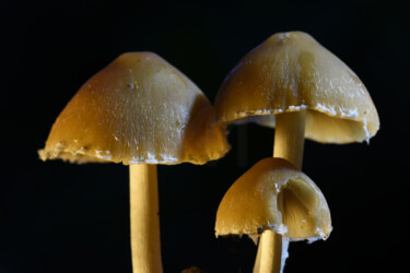 "Champignons - 19" başlıklı Fotoğraf Hoang Cong Minh (Minh Hoang) tarafından, Orijinal sanat, Fotoşopsuz fotoğraf