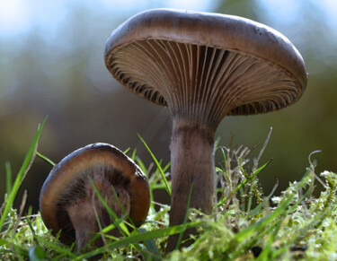 Photographie intitulée "Champignons poussan…" par Hoang Cong Minh (Minh Hoang), Œuvre d'art originale, Photographie non mani…