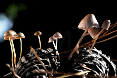"Champignons - Symbi…" başlıklı Fotoğraf Hoang Cong Minh (Minh Hoang) tarafından, Orijinal sanat, Fotoşopsuz fotoğraf