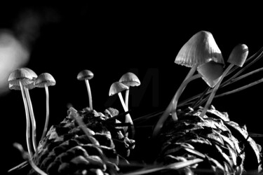 "Champignons - Symbi…" başlıklı Fotoğraf Hoang Cong Minh (Minh Hoang) tarafından, Orijinal sanat, Fotoşopsuz fotoğraf