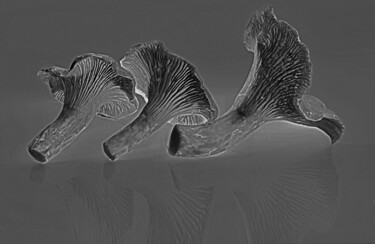"Champignons - 1-2-3" başlıklı Fotoğraf Hoang Cong Minh (Minh Hoang) tarafından, Orijinal sanat, Fotoşopsuz fotoğraf