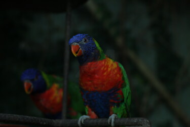 Photography titled "Perroquet aux plume…" by Marc Godard, Original Artwork, Non Manipulated Photography